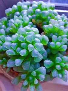 多肉颜色变绿怎么恢复 多肉植物颜色变绿如何恢复？
