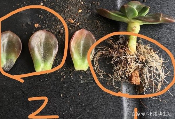 多肉蒂亚叶片大面积掉落的原因