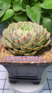 多肉昂斯诺怎么爆盆 多肉盆爆如何让肉肉的盆花更加茂盛？