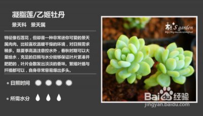 多肉冰梅摘心爆盆的方法及养护要点