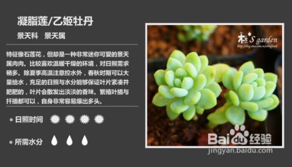 多肉冰梅摘心爆盆的方法及养护要点