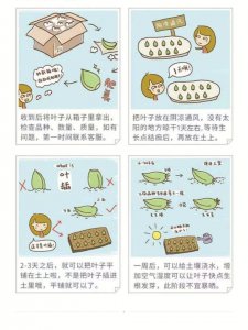 蓝豆多肉怎么繁殖 蓝豆多肉如何繁衍？