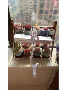 如何自制多肉补光灯 自制多肉植物专用补光灯的方法