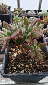 红兔耳多肉植物怎么繁殖 红兔耳多肉植物如何繁殖？