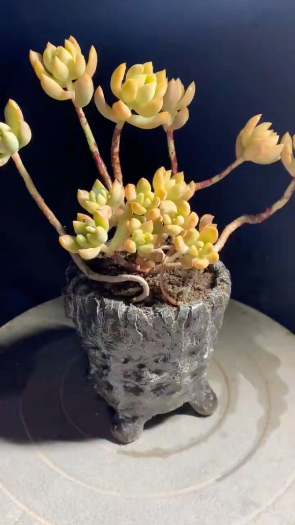 黄丽多肉长得太高怎么办