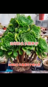 多肉法师怎么养长得快 多肉植物如何快速生长