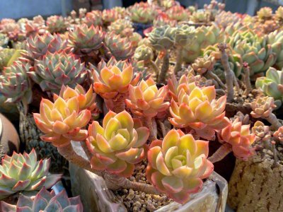 夏天多肉可以露养吗 夏季多肉植物适合露天养护吗？