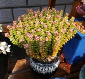 夏天越养越好看的多肉 夏季多肉植物日渐美丽