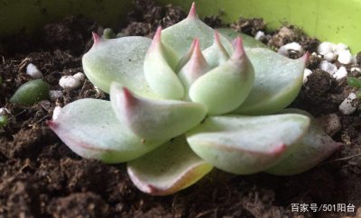 多肉植物夏天为什么会死 多肉植物夏季为何易死？