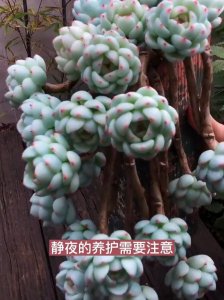多肉静夜怎么繁殖 多肉植物如何繁殖在夜晚