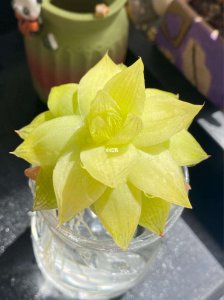 黄金凝脂菊多肉怎么养 黄金凝脂菊多肉的养护技巧