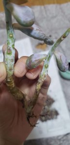桃蛋多肉叶片上有黑斑怎么办 桃蛋多肉叶片黑斑处理方法