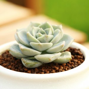白牡丹多肉夏天容易死吗 白牡丹多肉夏季易枯萎吗？
