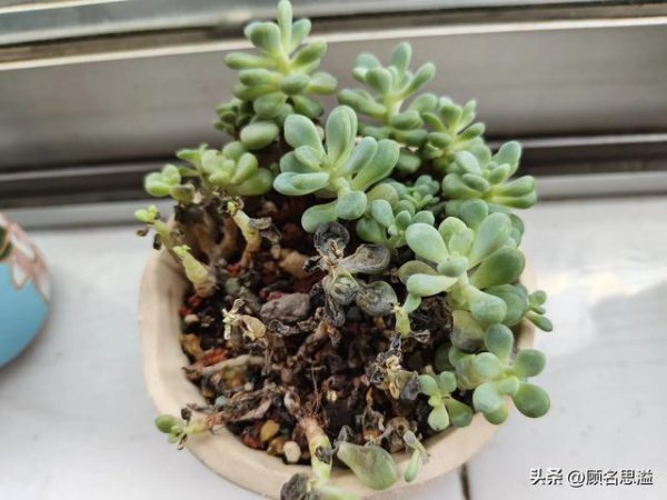 多肉被雨水淋了怎么办