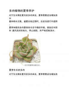 多肉怎么度过炎热夏天 多肉如何应对盛夏高温