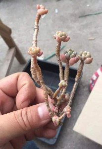 多肉没晾根能种活吗 多肉没有晾干根部能存活吗？