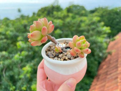 多肉夏季露养的注意事项有哪些 多肉植物夏季露养注意事项