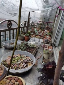 多肉露养下雨了怎么办 多肉露养遇雨应注意什么？