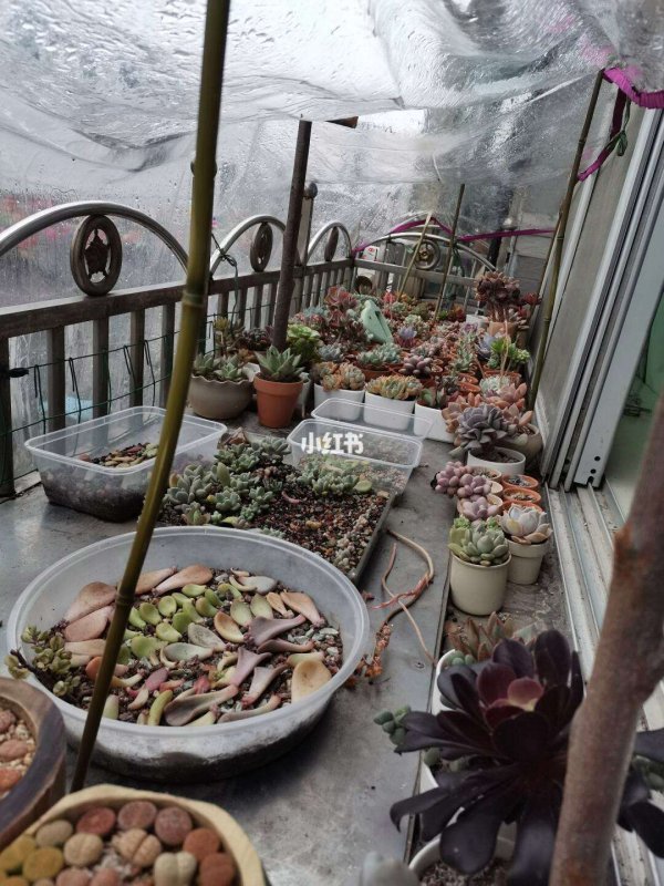 多肉露养下雨了怎么办