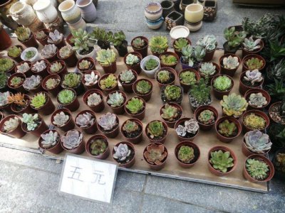 摆地摊卖多肉植物注意事项有哪些 摆摊销售多肉植物需要注意什么？