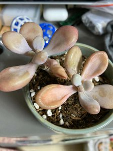 桃蛋多肉下层叶子干瘪有皱怎么办 桃蛋多肉下层叶子出现干瘪皱纹怎么处理？