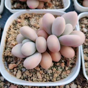 桃蛋多肉如何控养 桃蛋多肉的养护技巧