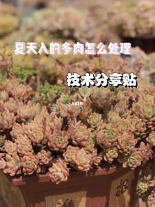 夏天多肉如何养护 夏季肉多如何照顾