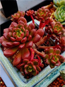 蓝苹果多肉长花剑了怎么办 蓝苹果多肉开花怎么处理？