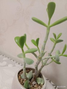 多肉夏天为什么会徒长 多肉植物夏季为何生长过快