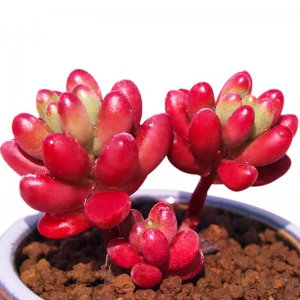 多肉夏天可以阴养吗 多肉植物夏季适合阴凉环境吗？