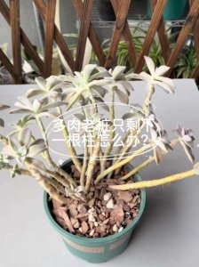 多肉老桩长歪了怎么办 多肉老树歪斜了怎么处理？