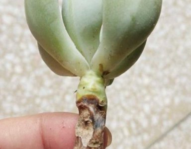 多肉根系不发达怎样处理 多肉植物根系不发达应该如何处理？