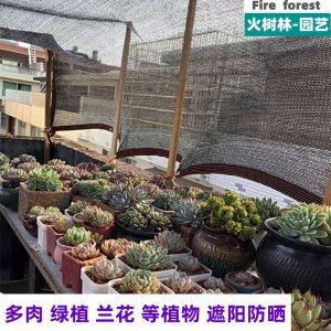 多肉遮阳网选几针最合适 多肉植物选择几针遮阳网最适合