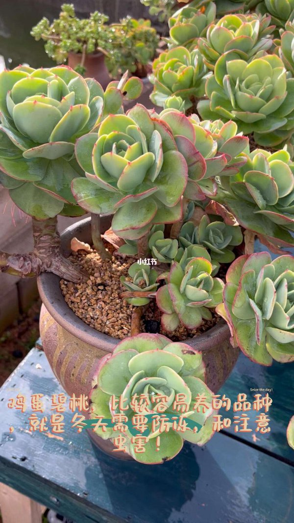 碧桃多肉徒长后怎么处理