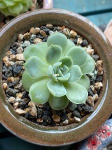 夏天如何防止多肉徒长 夏季多肉植物防止过度生长的方法