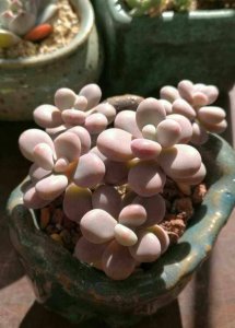 多肉怎样养才肥 怎样养肥多肉植物？
多肉植物如何养肥？