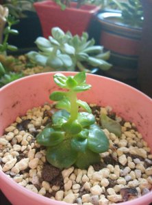 多肉夏天徒长的原因有哪些 多肉植物夏季生长过快的原因是什么？