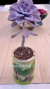 多肉夏天徒长了怎么办 多肉夏季过长应对措施
