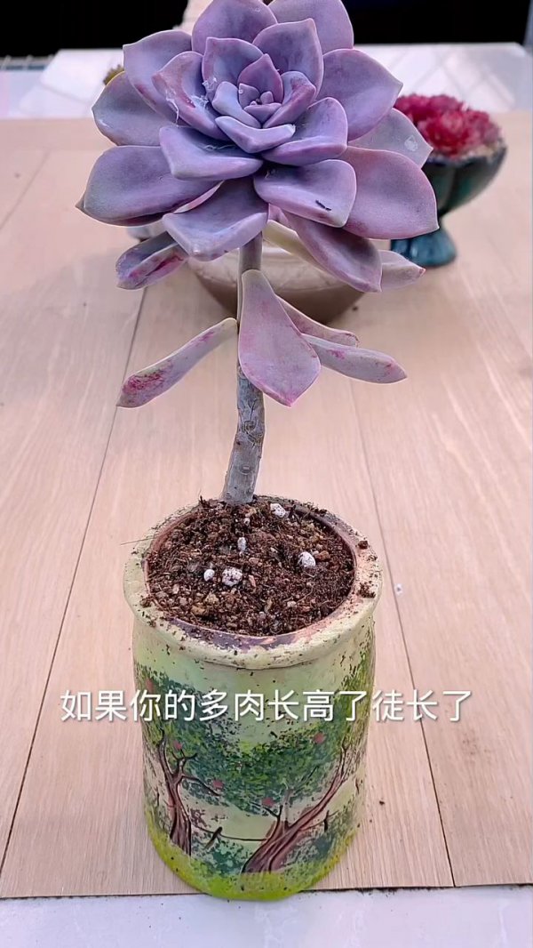 多肉夏天徒长了怎么办