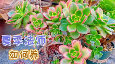 多肉法师夏天怎么养护 夏季多肉植物养护要点