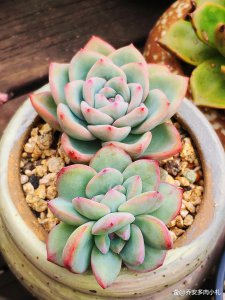 夏天怎么给多肉降温 夏季多肉植物降温方法