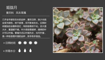 姬胧月多肉夏天怎么养 如何在夏季养护姬胧月多肉？