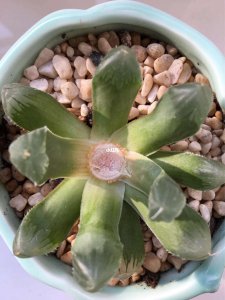 多肉挤在一起种行吗 多肉植物能够一起紧密种植吗？