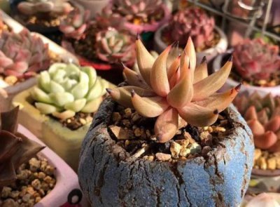 夏天多肉怎么降温 夏季如何为多肉植物降温