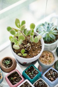 夏天养护多肉需要注意什么 夏季多肉植物养护关键点