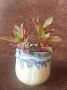 如何让多肉快速上色 多肉植物如何迅速变色？