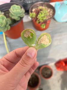多肉烂叶子是怎么回事 多肉植物为什么会叶子烂掉？