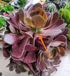 法师多肉叶片挡住侧芽怎么办 法师多肉侧芽叶片遮挡处理方法