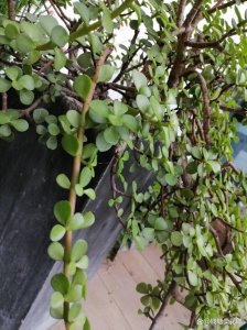 夏天怎么养多肉不死 夏季如何保养多肉植物以防止枯死