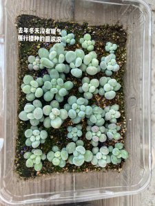 夏天网购回来的多肉怎么种 夏季网购多肉如何种植